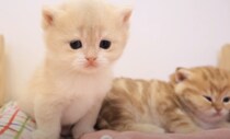 子猫「ねぇねぇ、寝ちゃうの？」兄弟猫がみんな寝ちゃって退屈！