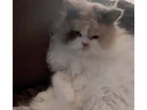 酔っ払った人間みたい「スマホどこだっけ…」お酒に呑まれた（？）猫さんの、シュールすぎるお座りポーズ