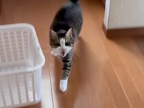 【爆走の理由】名前を呼ばれたら即座に登場！お母さんとの温度差が面白すぎる猫