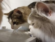 猫「水が出る機械…？ そうか、足を洗うやつだニャ！」