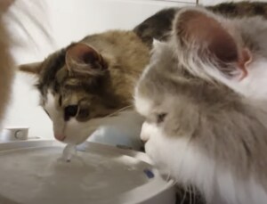 猫「水が出る機械…？ そうか、足を洗うやつだニャ！」