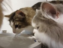 猫「水が出る機械…？ そうか、足を洗うやつだニャ！」