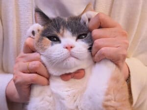 おやつのためなら「顔むぎゅ」も耐える！ 悟りを開いた三毛猫さん