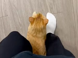 「おかえりニャ！」帰宅した瞬間に始まる、甘えん坊すぎる猫のルーティン