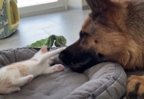 子猫と遊ぶのが大好きな犬さんが可愛い♡