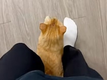 「おかえりニャ！」帰宅した瞬間に始まる、甘えん坊すぎる猫のルーティン