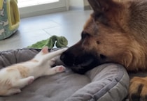 子猫と遊ぶのが大好きな犬さんが可愛い♡