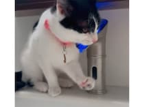 ピピっとな。 タッチレスも理解している賢い猫さん！