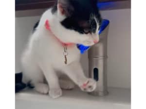 ピピっとな。 タッチレスも理解している賢い猫さん！