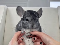 【癒やしのリズム】小さな手足でダンス！見ているだけで笑顔になれるチンチラ動画