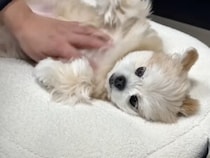 【パパ限定？】触って良いのはパパだけ！ ママには塩対応な犬さんの行動が笑える