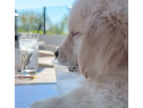 子犬「僕も一緒にお茶するワン」テーブルマナーばっちり(？)な小さな紳士