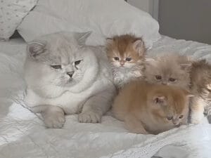 【新米パパ】「オス猫は子守しない」はウソ？ 子猫に占領されるブリショーパパ