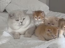 【新米パパ】「オス猫は子守しない」はウソ？ 子猫に占領されるブリショーパパ