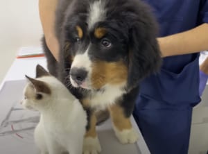 初めて病院にいく子犬さん。ちょっと怖い… でも友達の猫がいればへっちゃら!