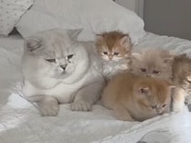 【新米パパ】「オス猫は子守しない」はウソ？ 子猫に占領されるブリショーパパ