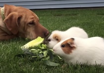 一緒におやつを食べる犬とモルモット！ 食べる量は違うけど、みんなで食べるとさらに美味しい