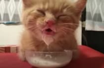 子猫「危なっ」ミルクで溺れるとこだったニャ〜