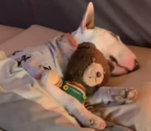 ほのぼのするなぁ。ぬいぐるみと一緒に眠る犬さん