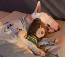 ほのぼのするなぁ。ぬいぐるみと一緒に眠る犬さん