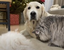 猫たちにとっても愛されている犬さん、仲良い毛づくろいタイムにほっこり。