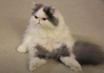 怒ってるの？ 険しい顔のフワフワ猫さん、座り方も表情も人間っぽい。