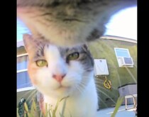 猫目線だとこんな感じ！！ 鼻チューも至近距離で見れる♪