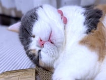 「ベロ、出てるよ？」ひとり遊びのあとに力尽きた、三毛猫さんの無防備な顔が可愛い♡