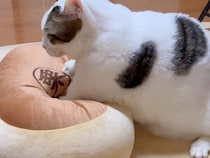 「おいしくな〜れ」栗饅頭クッションを無心でふみふみする猫