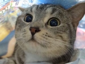 「この音と感触がたまらんニャ」袋の秘密基地に夢中な、キラキラお目々の猫