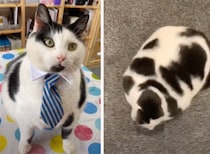 見事なウシ柄の猫さん！「ミニチュア牛に見える！」とネットで話題に