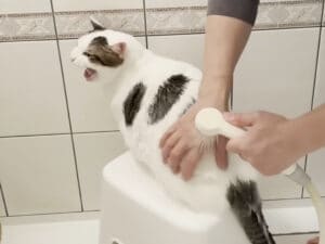 【検証】冬毛でぽっちゃりして見える猫さんをお風呂に入れたら、汚れと毛が落ちて痩せるのか？