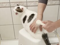 【検証】冬毛でぽっちゃりして見える猫さんをお風呂に入れたら、汚れと毛が落ちて痩せるのか？