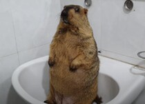 マーモットの全身マッサージ！ されるがままの姿が可愛い♡