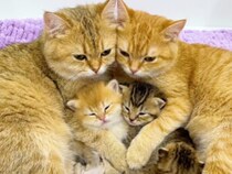 【愛情2倍】ママ猫がふたり！ 子猫を協力して子育てする幸せな光景