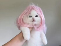 「私、似合ってるニャ？」どんなウィッグも着こなすモデル子猫のファッションショー！