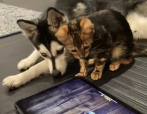 「動いてるね、気になるね」ゲーム画面を仲良く見ている犬猫さんがかわいい！