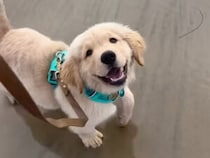 あっという間の2年間。体の大きさは変わっても、中身は子犬の頃と変わらない！