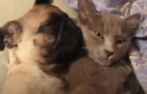 猫「キミと寝たいけど、いびきが…」犬が爆音でグーグー！