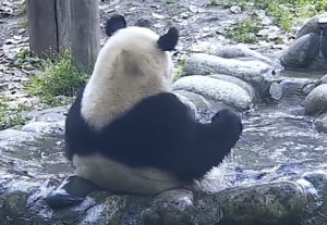 パンダの半身浴。 人間っぽさがあって面白いぞ！