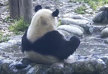 パンダの半身浴。 人間っぽさがあって面白いぞ！