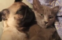 猫「キミと寝たいけど、いびきが…」犬が爆音でグーグー！