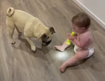 ピカって光るよ！ほら！懐中電灯にキャッキャする赤ちゃんと愛犬