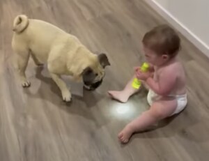 ピカって光るよ！ほら！懐中電灯にキャッキャする赤ちゃんと愛犬