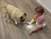 ピカって光るよ！ほら！懐中電灯にキャッキャする赤ちゃんと愛犬