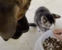 犬「キミも食べたいの？」子猫にゴハンをおすそわけ！