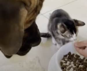 犬「キミも食べたいの？」子猫にゴハンをおすそわけ！