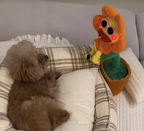 愛犬のお昼寝のお供に、おすすめのおもちゃを置いてみたら…