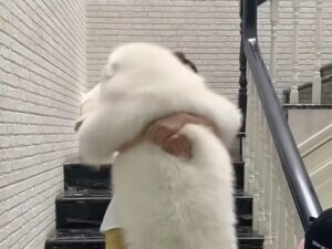 【デカもふのギャップ】体は大きくても心は赤ちゃん？階段が怖くて抱っこされる犬