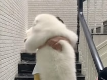 【デカもふのギャップ】体は大きくても心は赤ちゃん？階段が怖くて抱っこされる犬